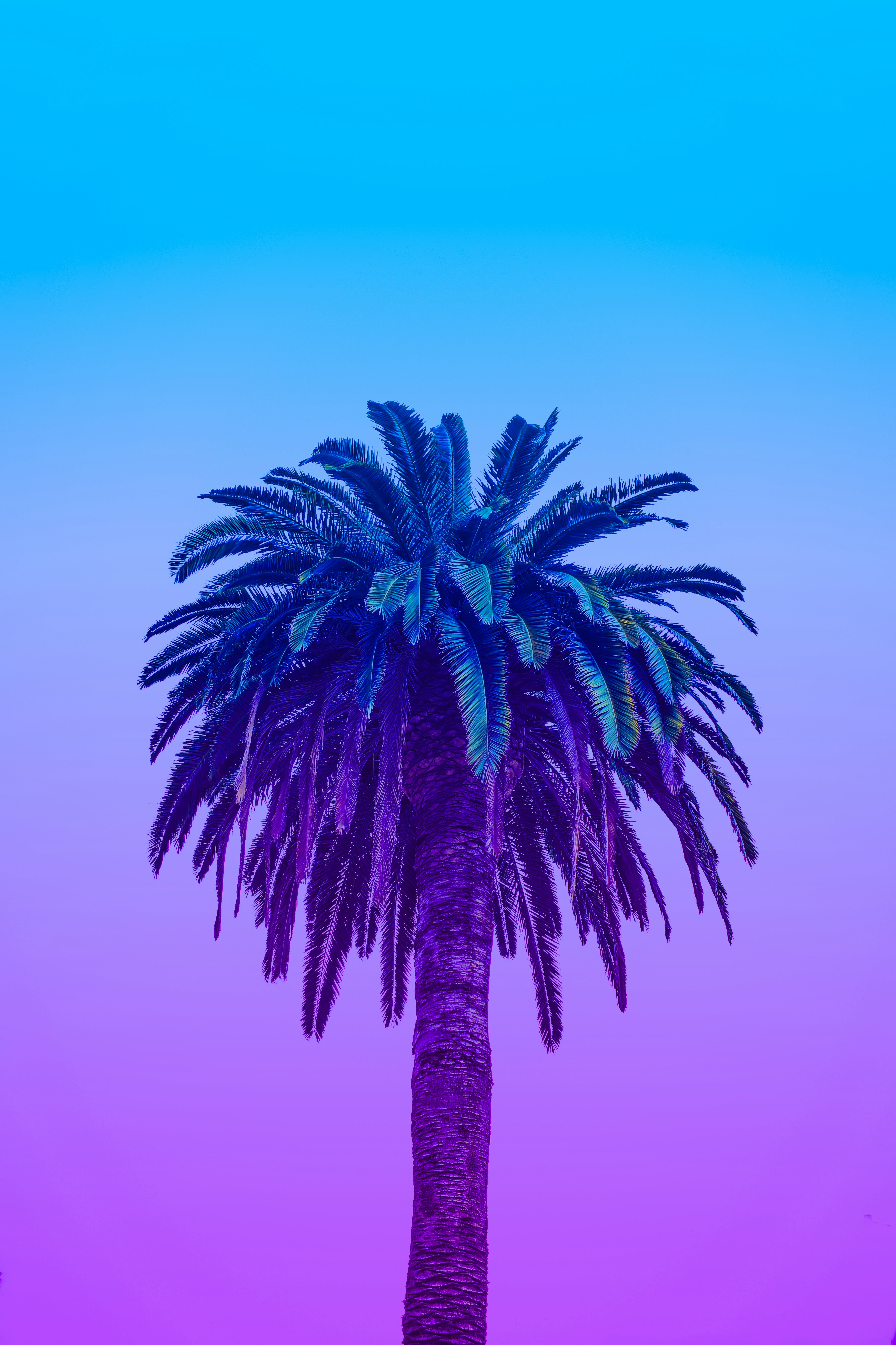 green palm tree under blue sky during daytime